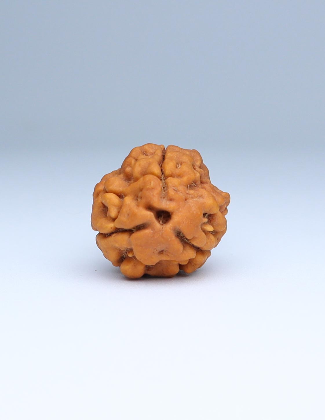 3 Mukhi Nepali Rudraksha