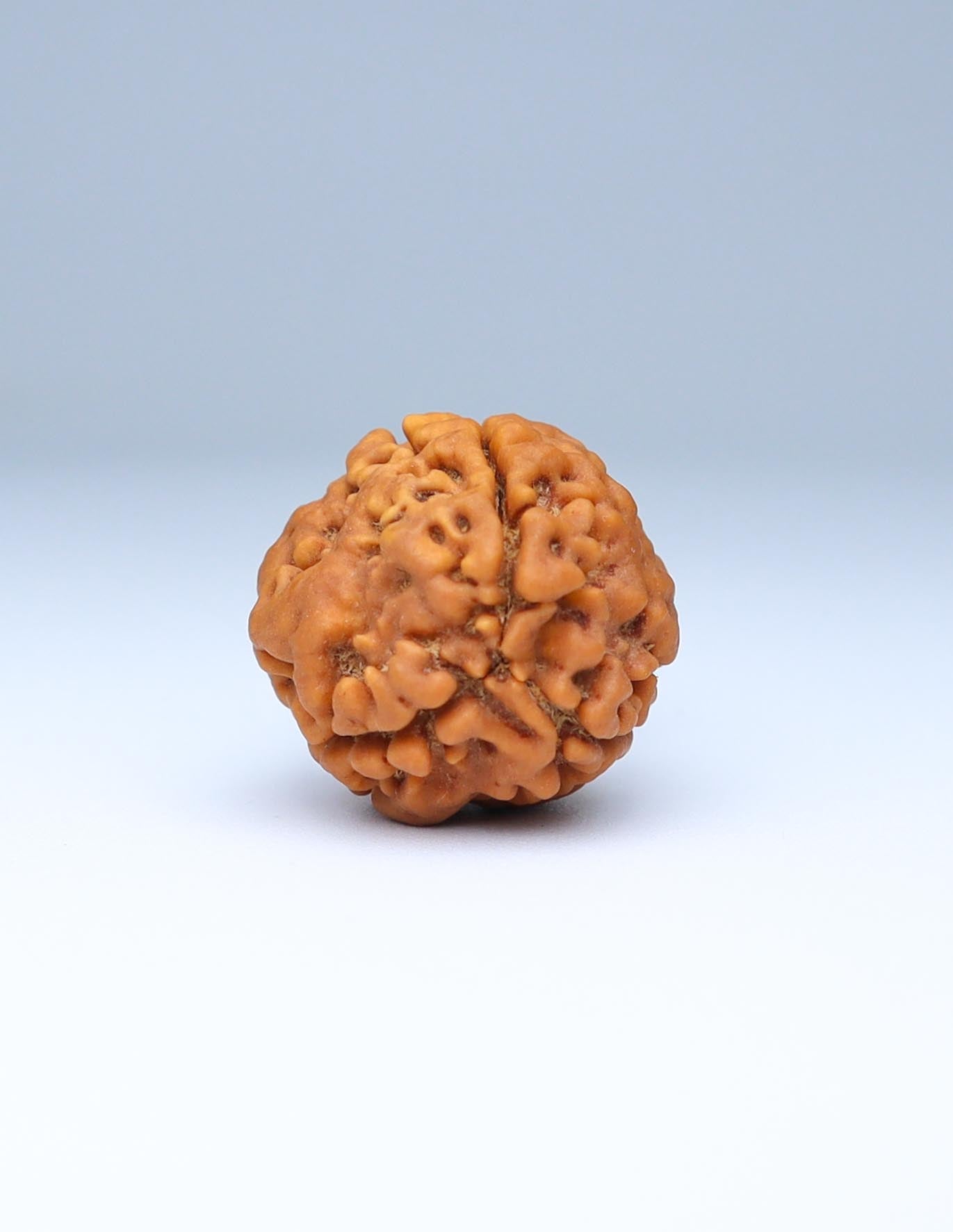 3 Mukhi Nepali Rudraksha