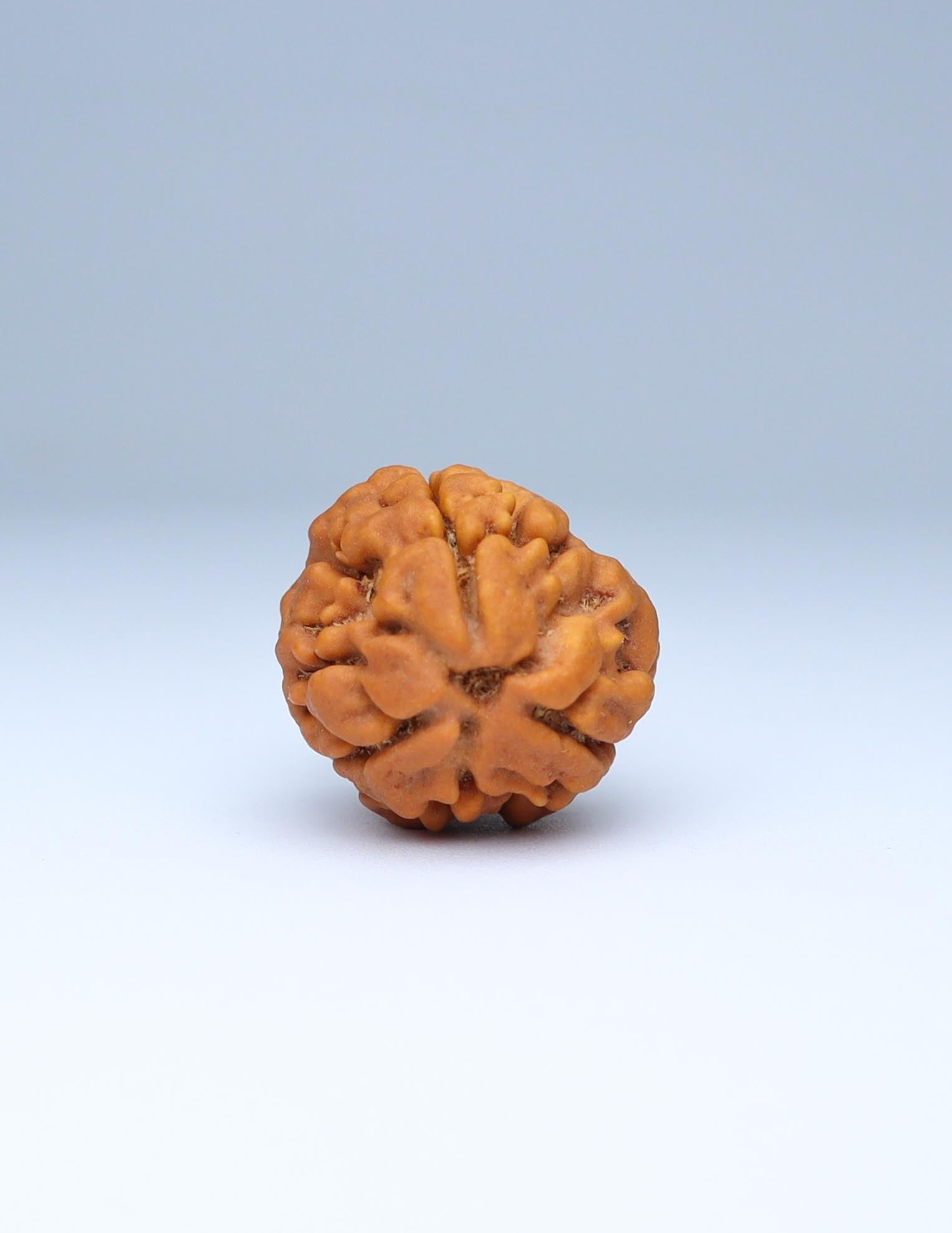 3 Mukhi Nepali Rudraksha