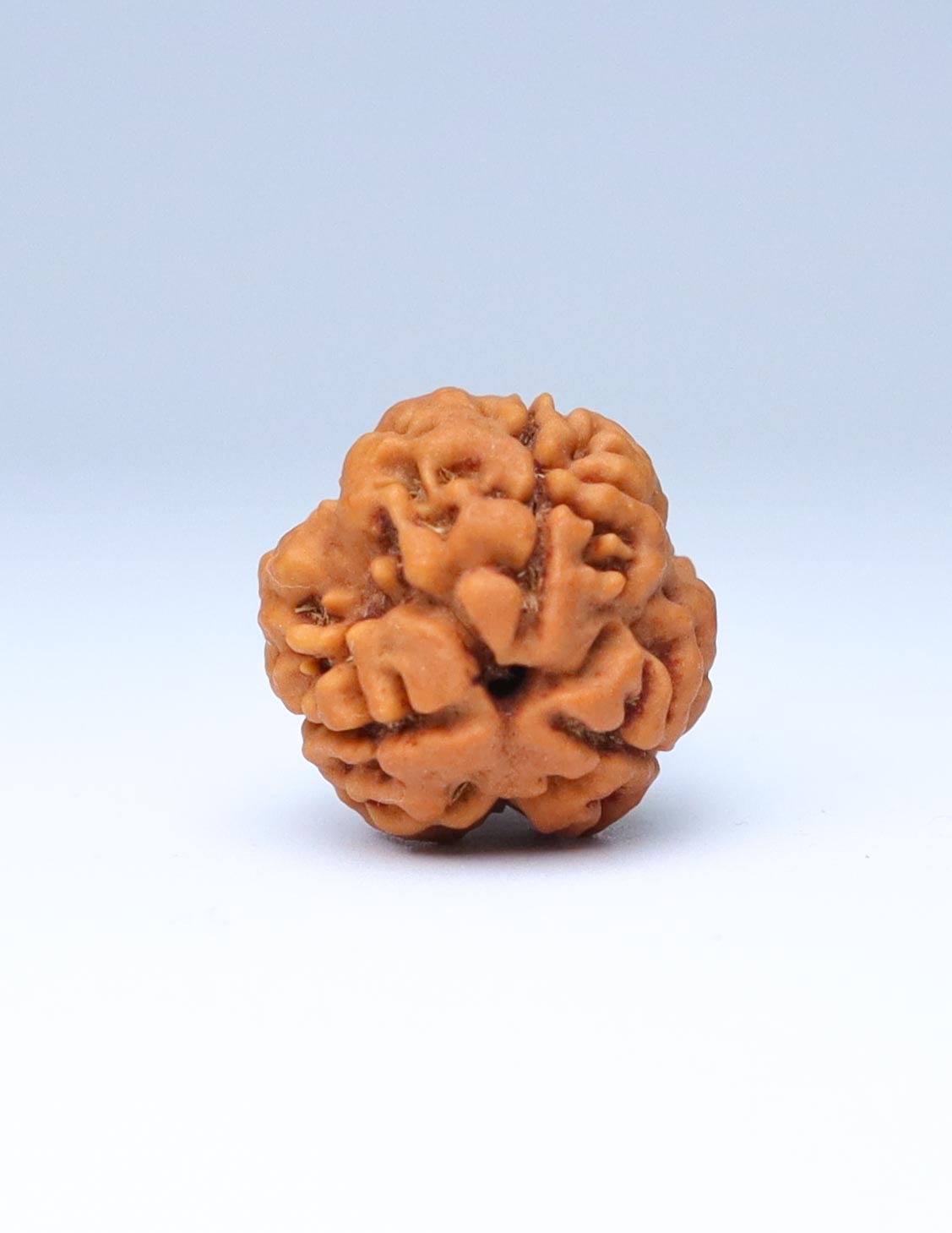 3 Mukhi Nepali Rudraksha