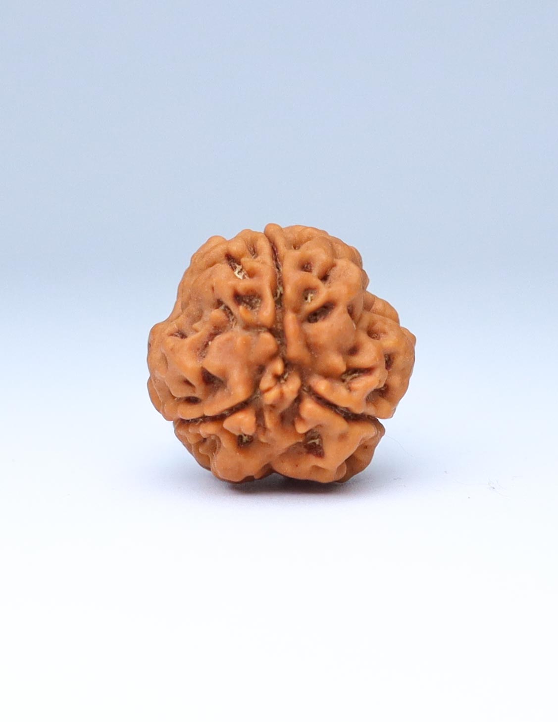 3 Mukhi Nepali Rudraksha