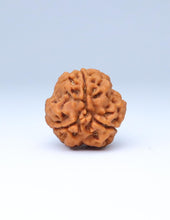 3 Mukhi Nepali Rudraksha