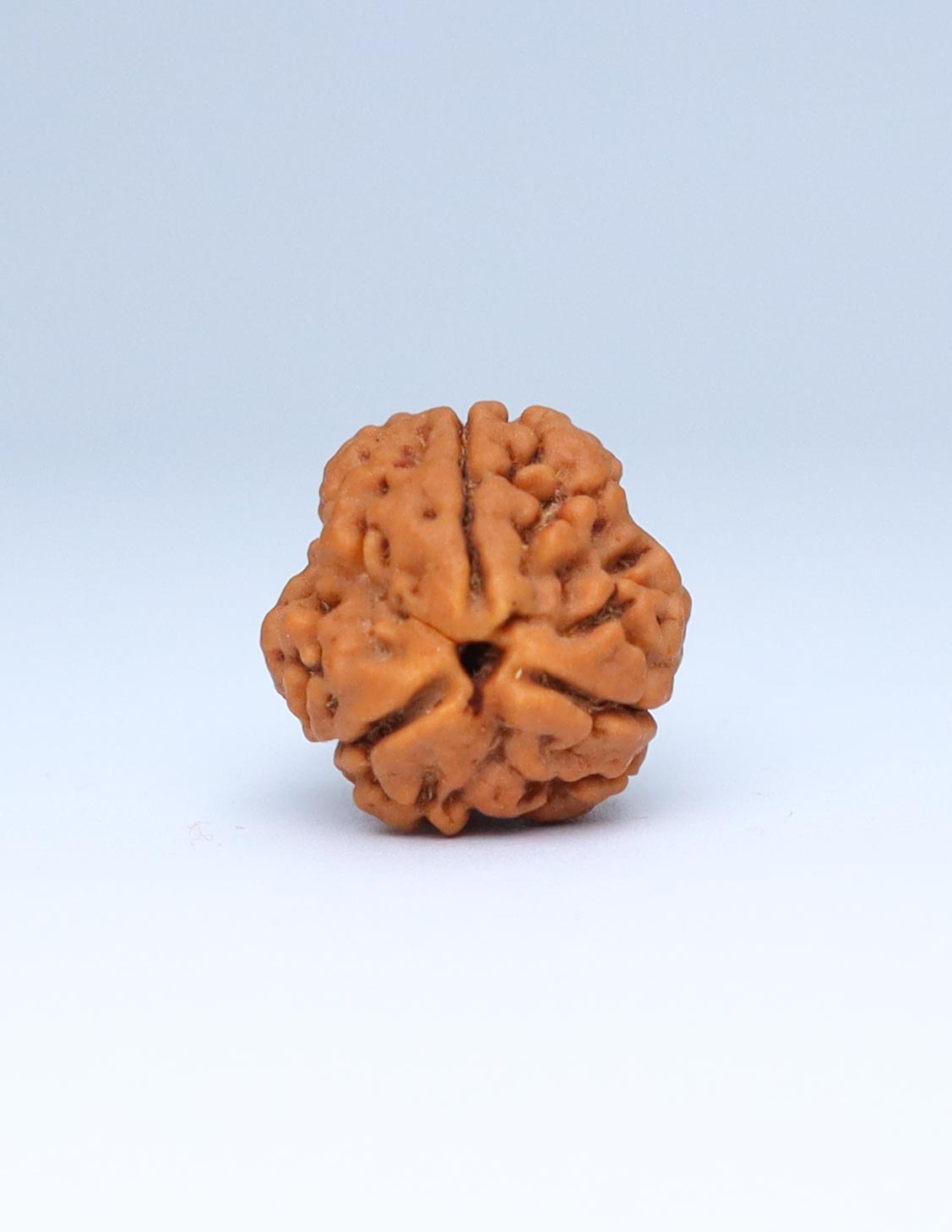 3 Mukhi Nepali Rudraksha