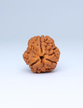 3 Mukhi Nepali Rudraksha