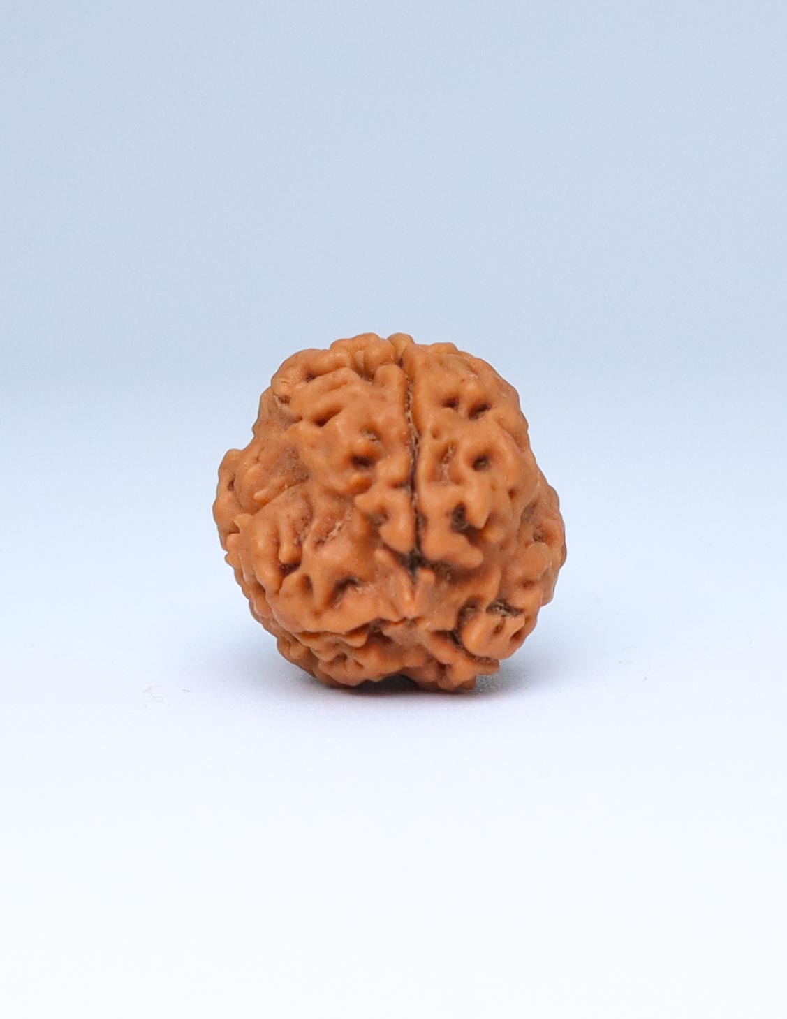 3 Mukhi Nepali Rudraksha