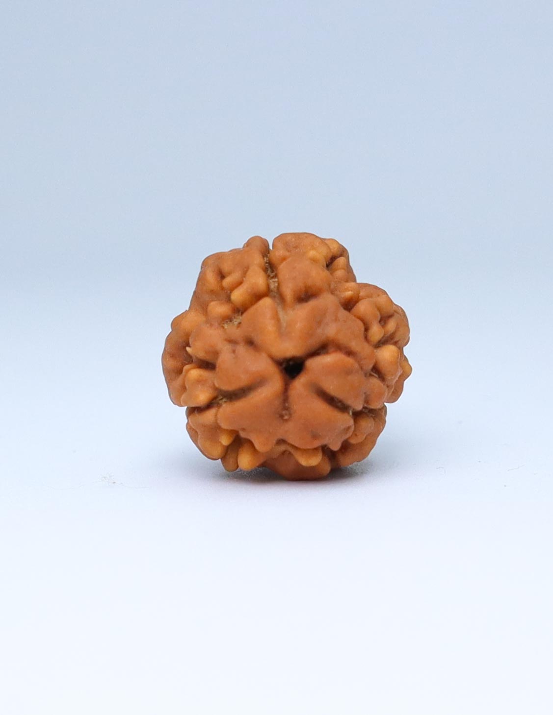 3 Mukhi Nepali Rudraksha