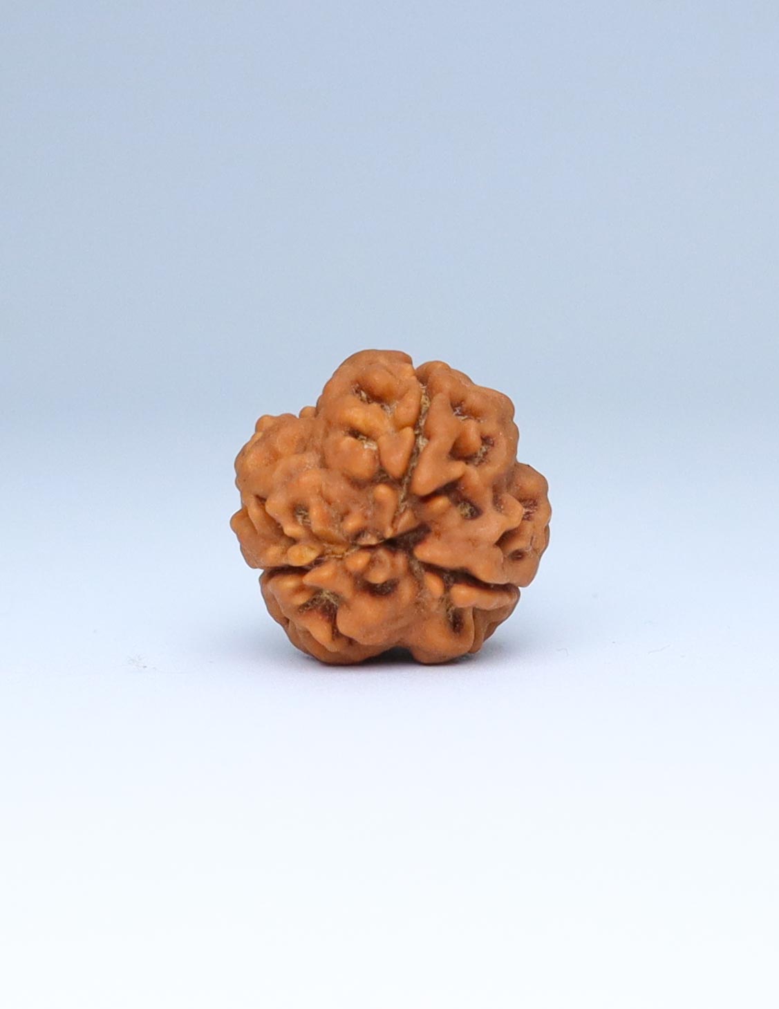 3 Mukhi Nepali Rudraksha