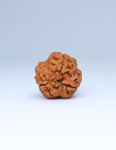 3 Mukhi Nepali Rudraksha