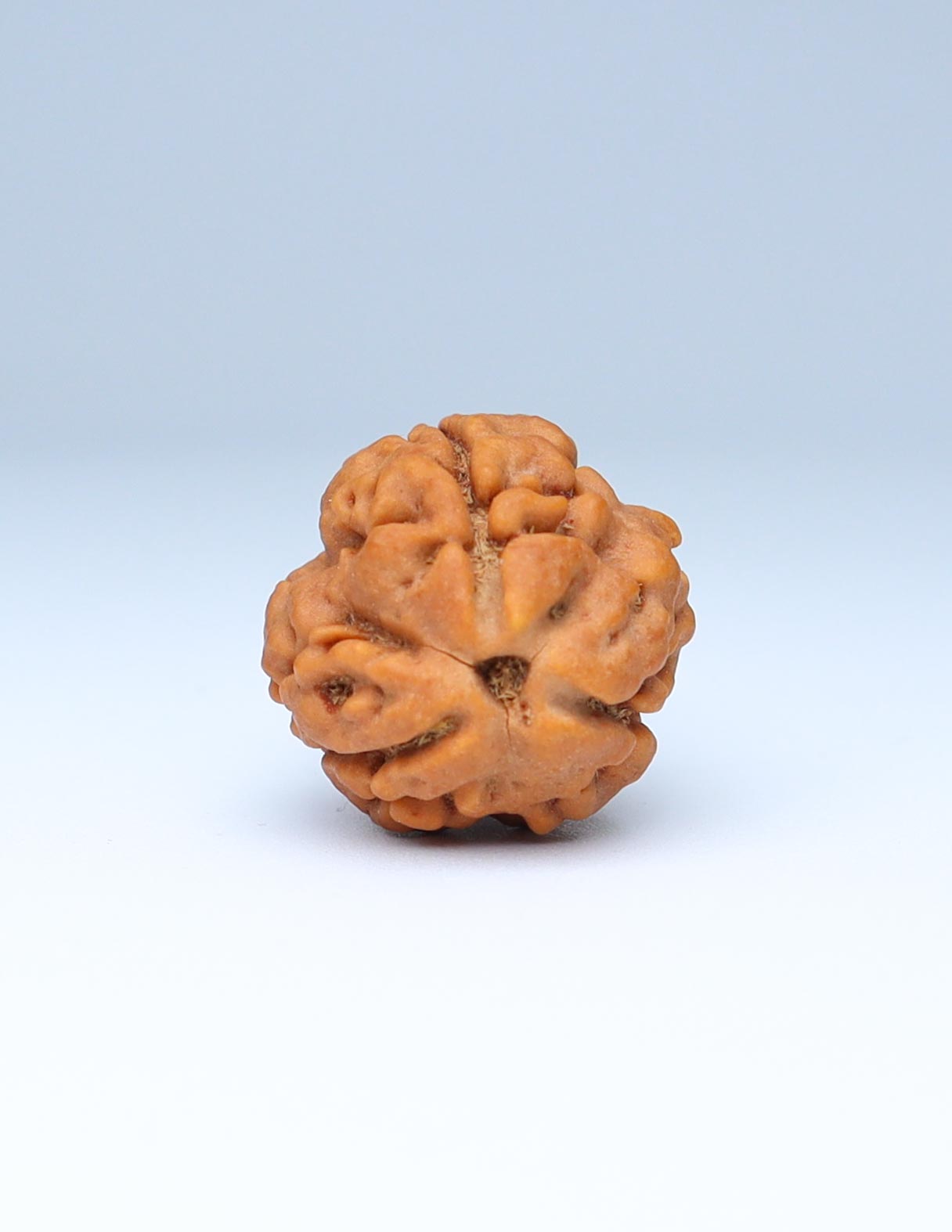 3 Mukhi Nepali Rudraksha