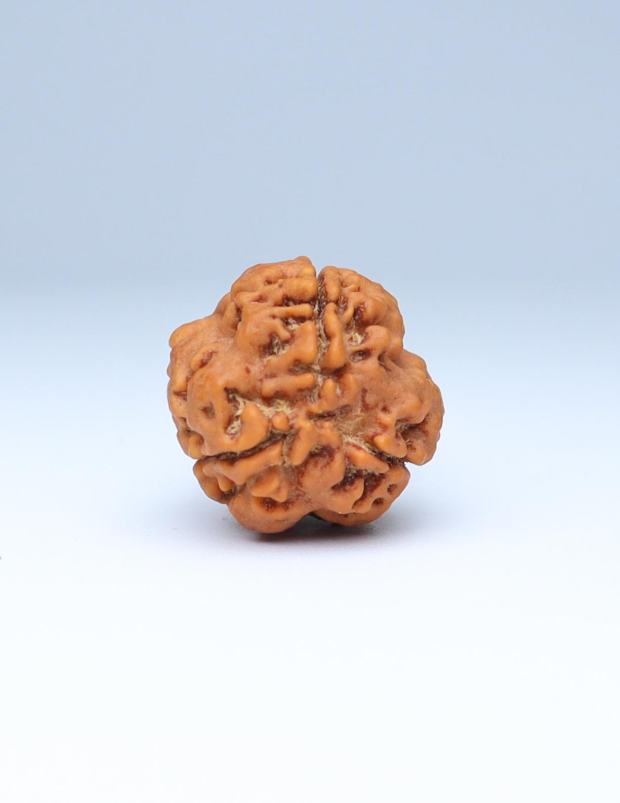 3 Mukhi Nepali Rudraksha