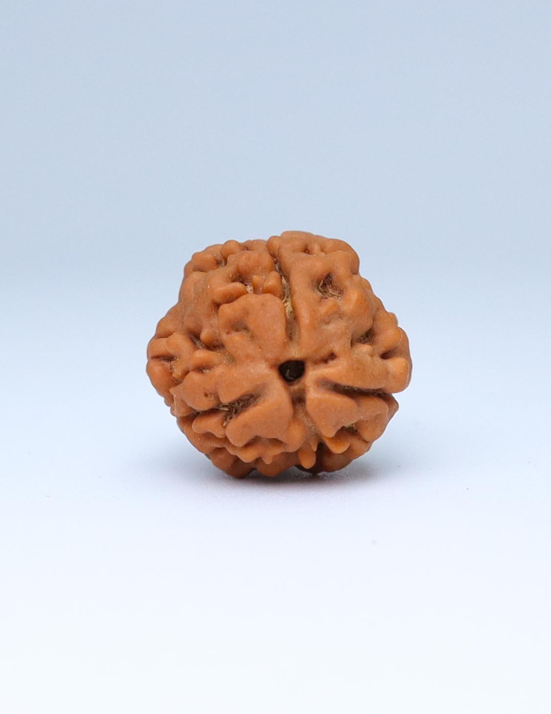 3 Mukhi Nepali Rudraksha