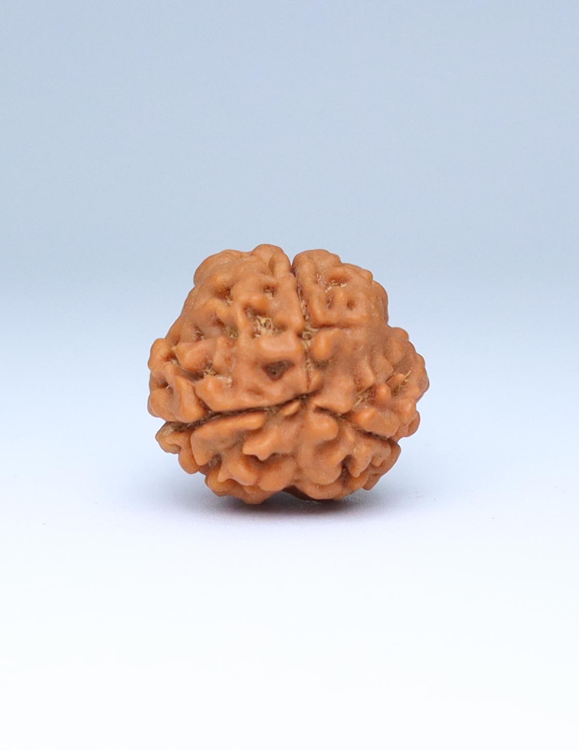 3 Mukhi Nepali Rudraksha