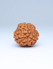 3 Mukhi Nepali Rudraksha