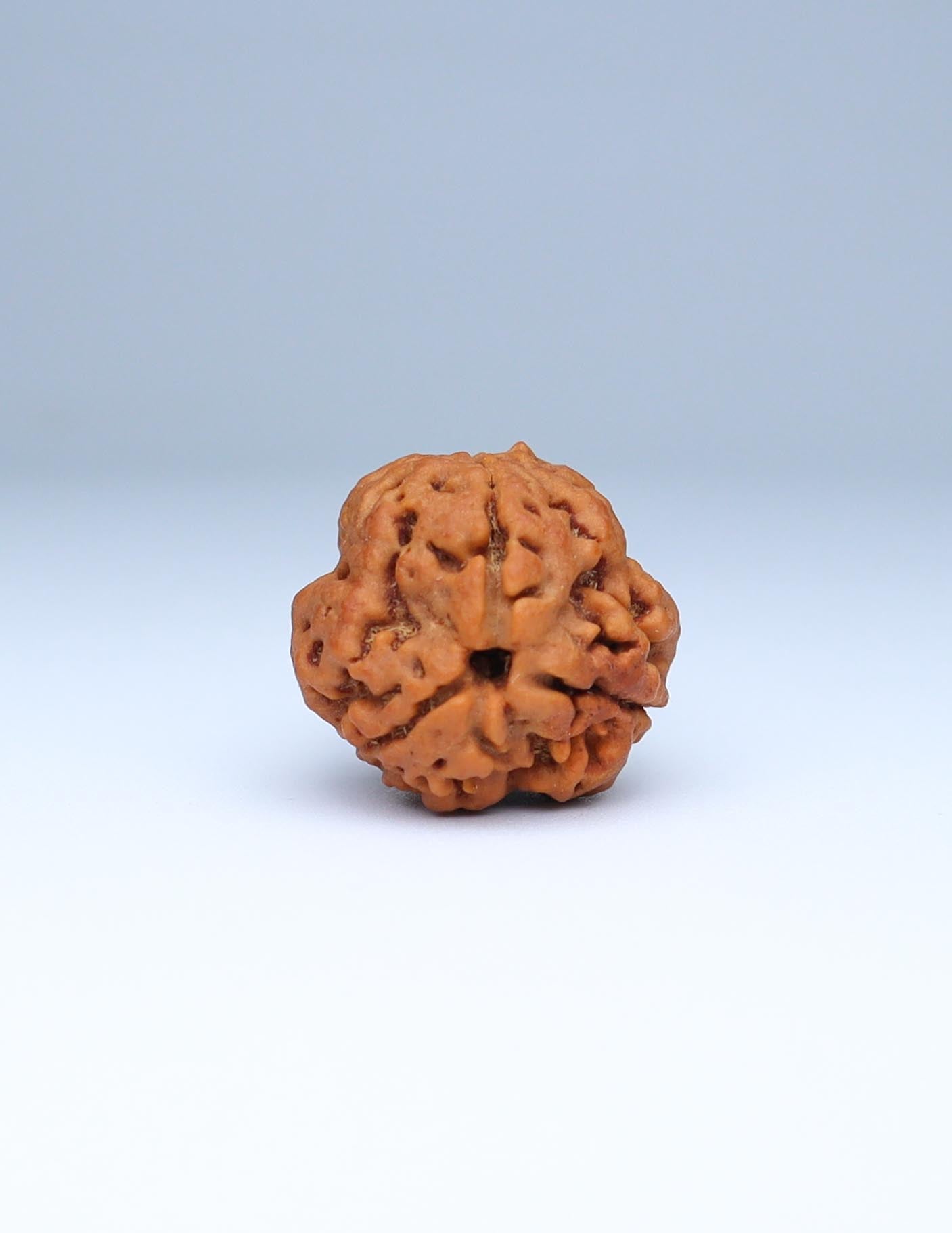 3 Mukhi Nepali Rudraksha