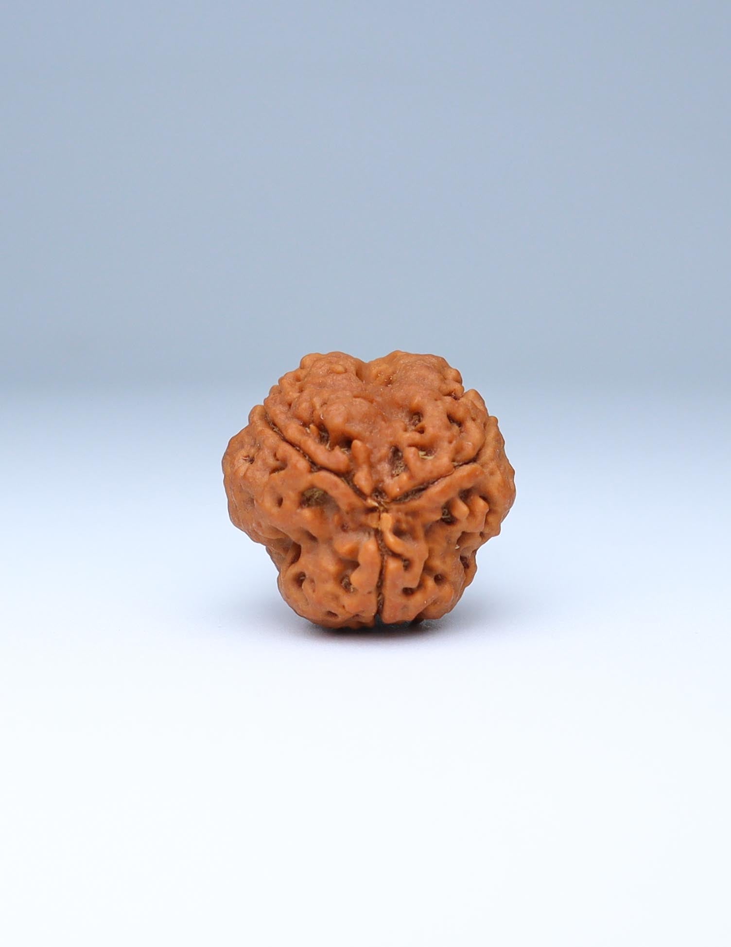 3 Mukhi Nepali Rudraksha