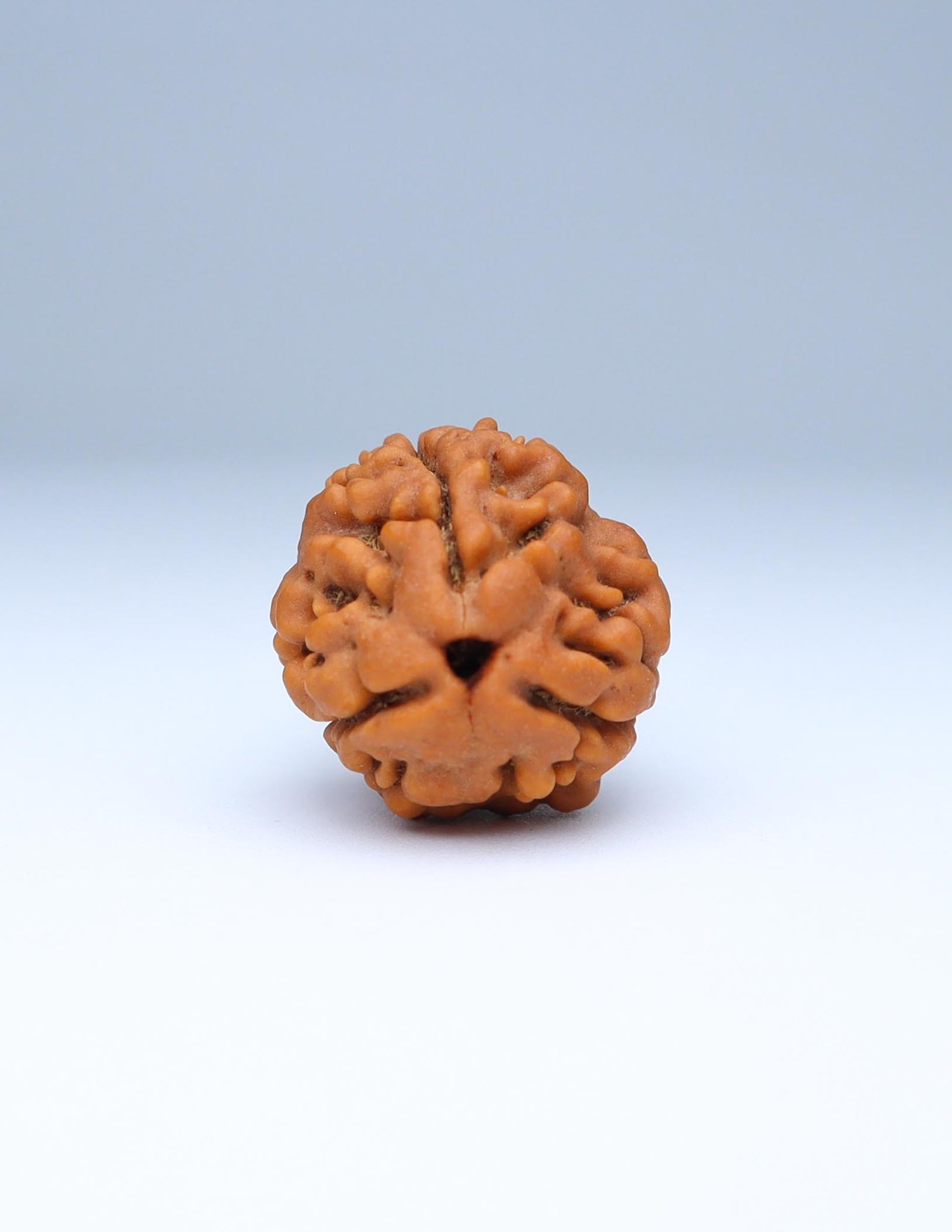 3 Mukhi Nepali Rudraksha