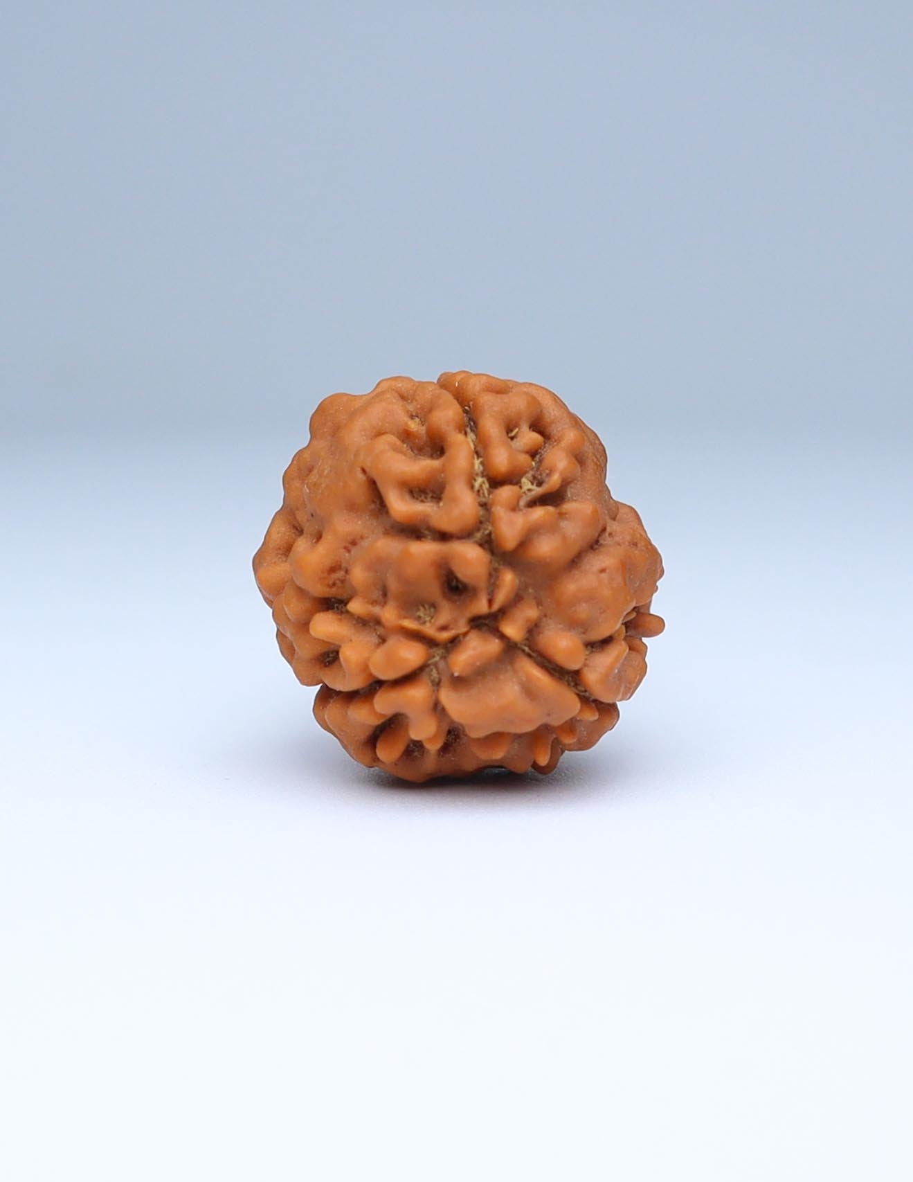 3 Mukhi Nepali Rudraksha