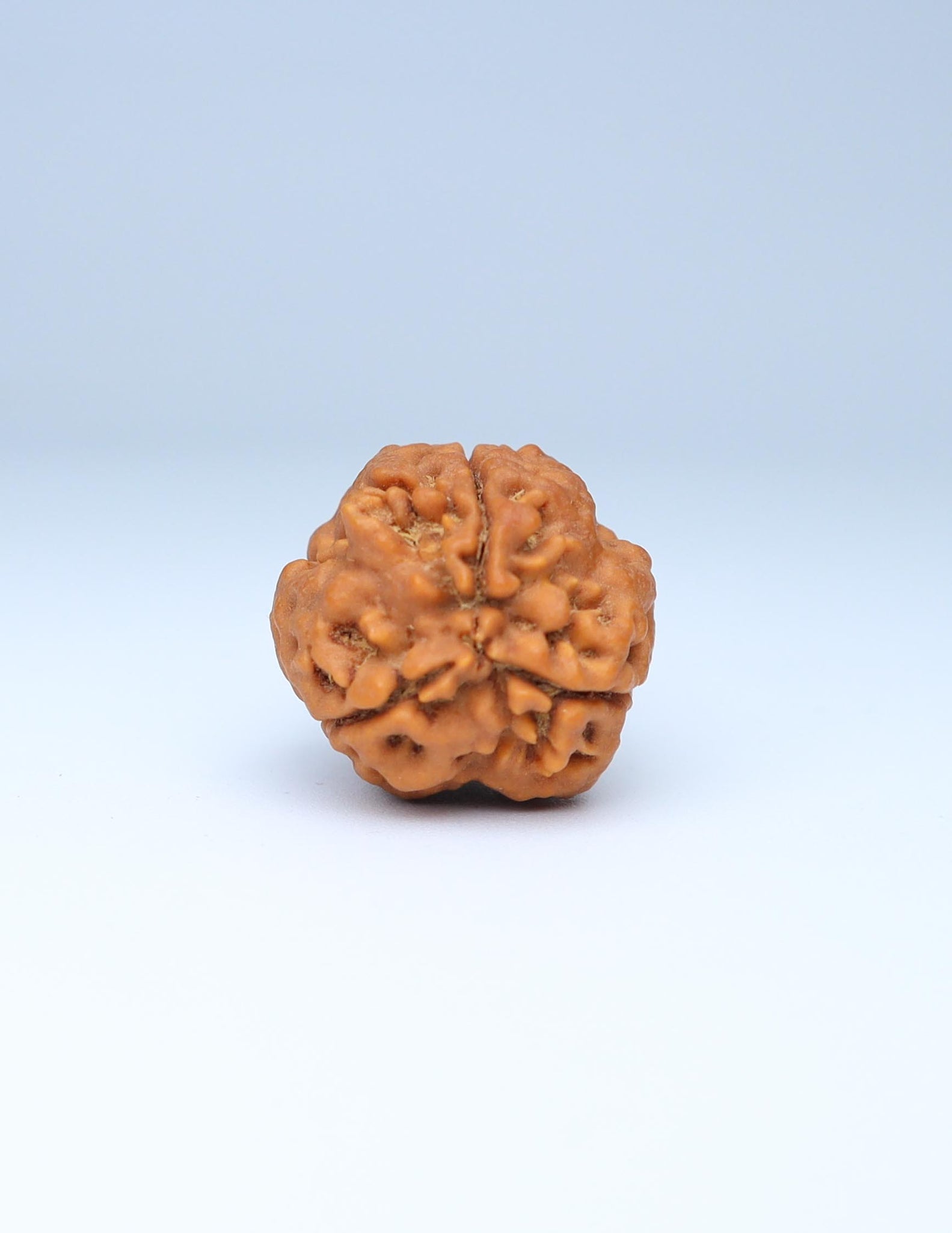 3 Mukhi Nepali Rudraksha