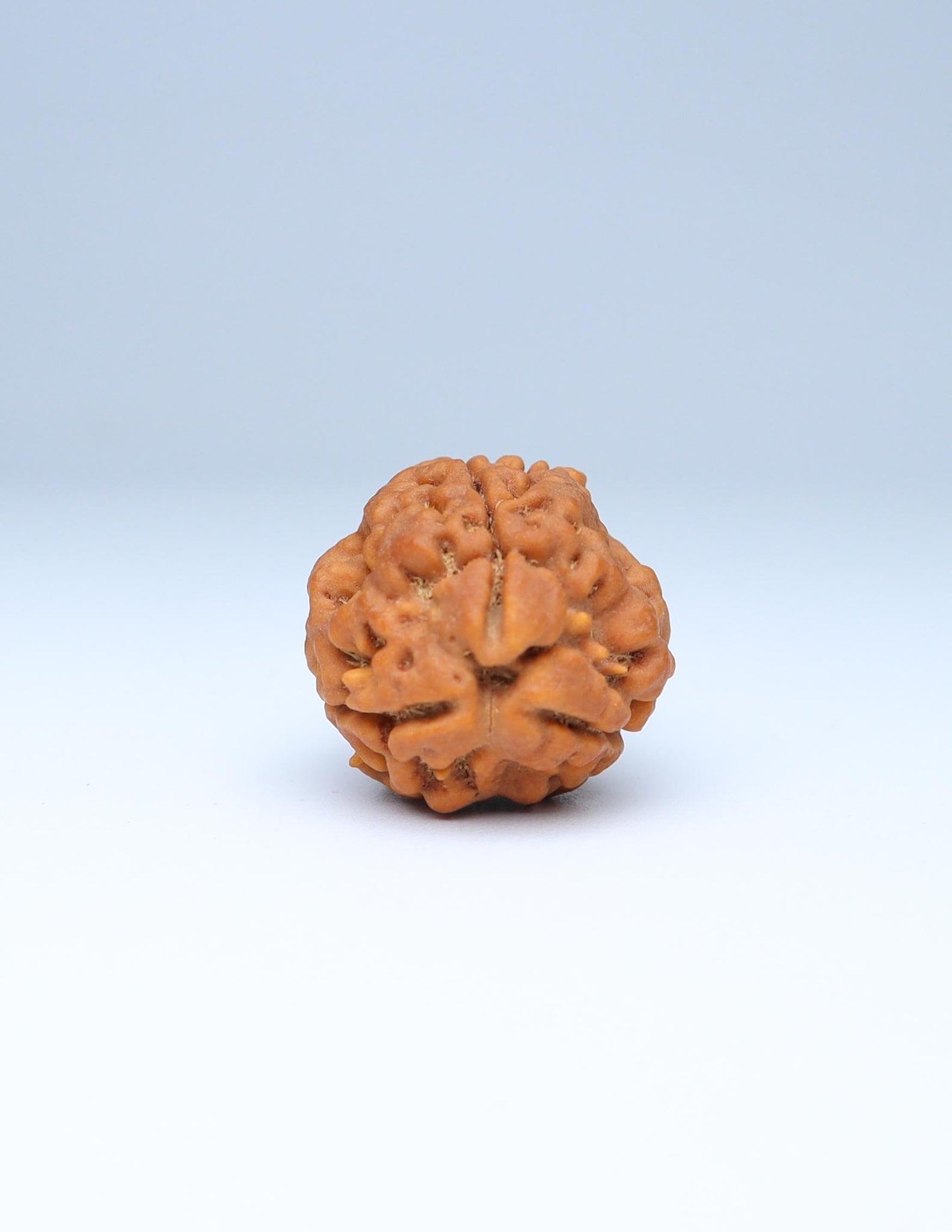 3 Mukhi Nepali Rudraksha