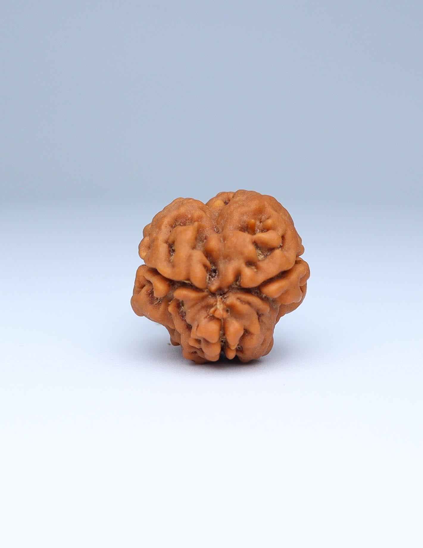 3 Mukhi Nepali Rudraksha