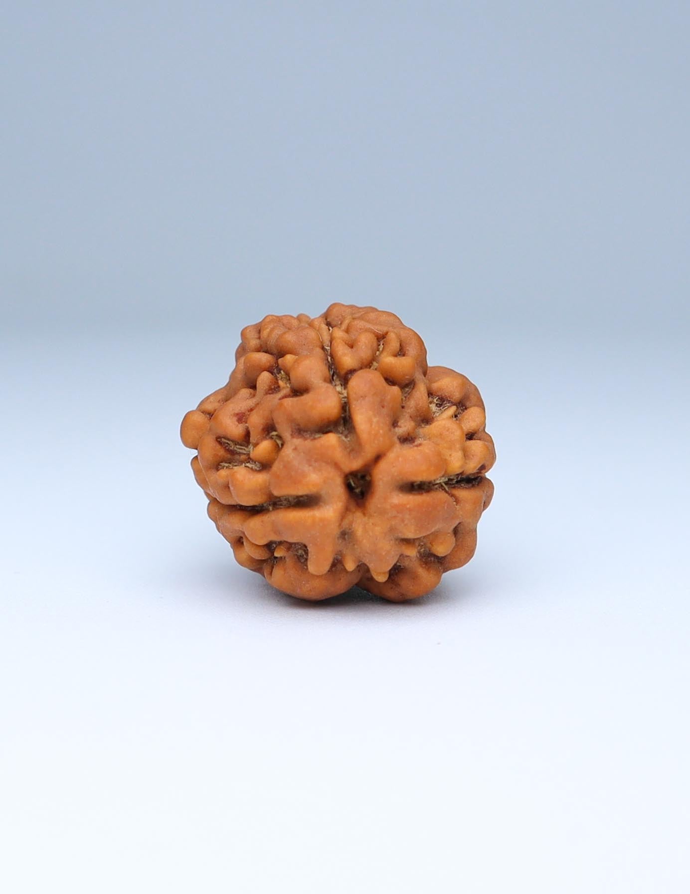 3 Mukhi Nepali Rudraksha