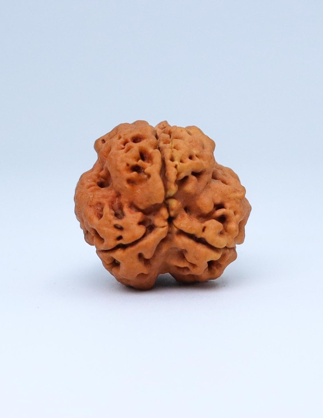 3 Mukhi Nepali Rudraksha