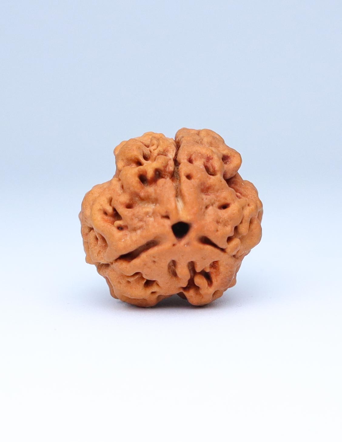 3 Mukhi Nepali Rudraksha