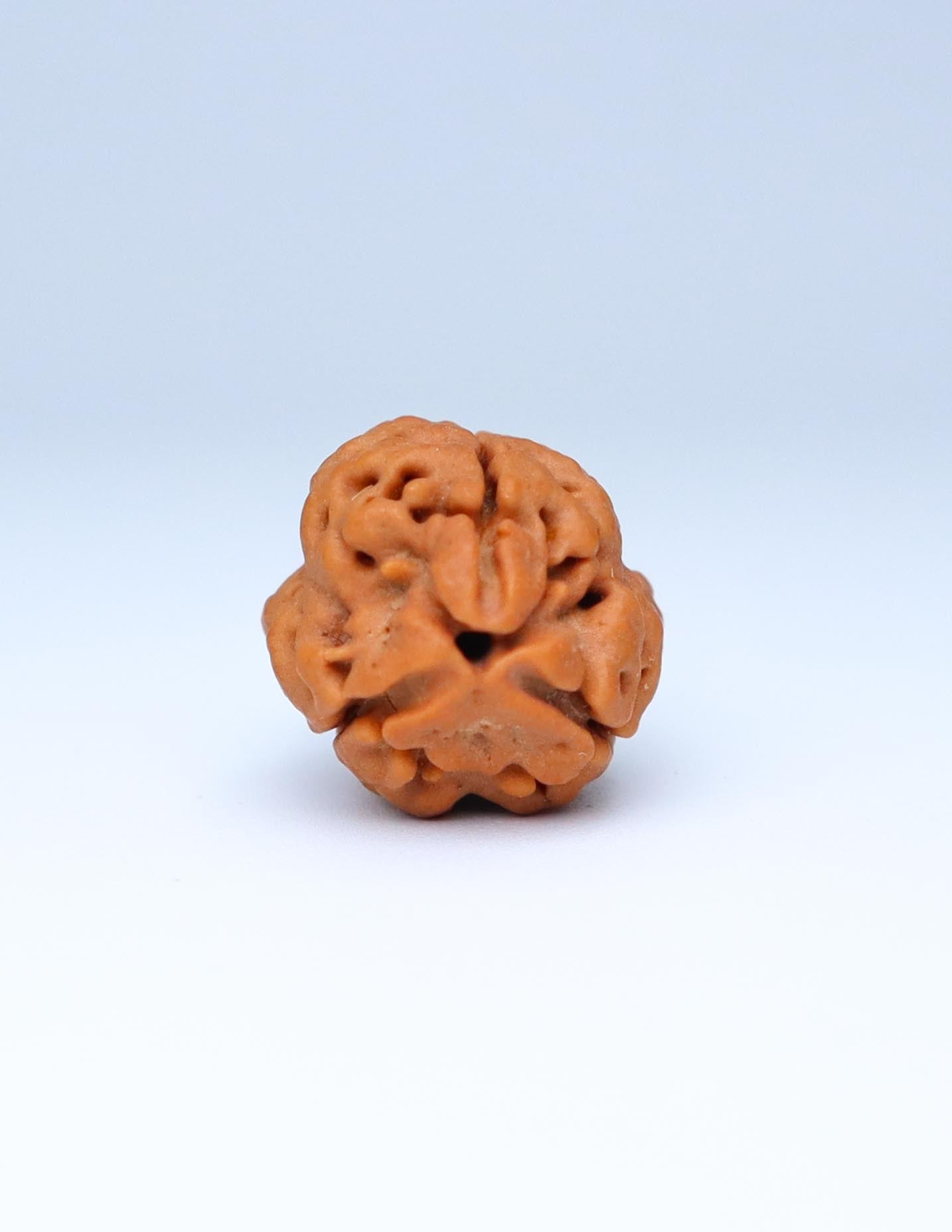 3 Mukhi Nepali Rudraksha