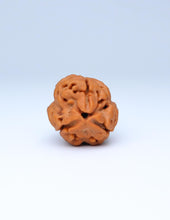 3 Mukhi Nepali Rudraksha
