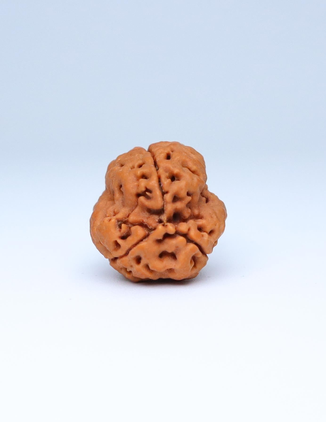 3 Mukhi Nepali Rudraksha