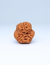 3 Mukhi Nepali Rudraksha