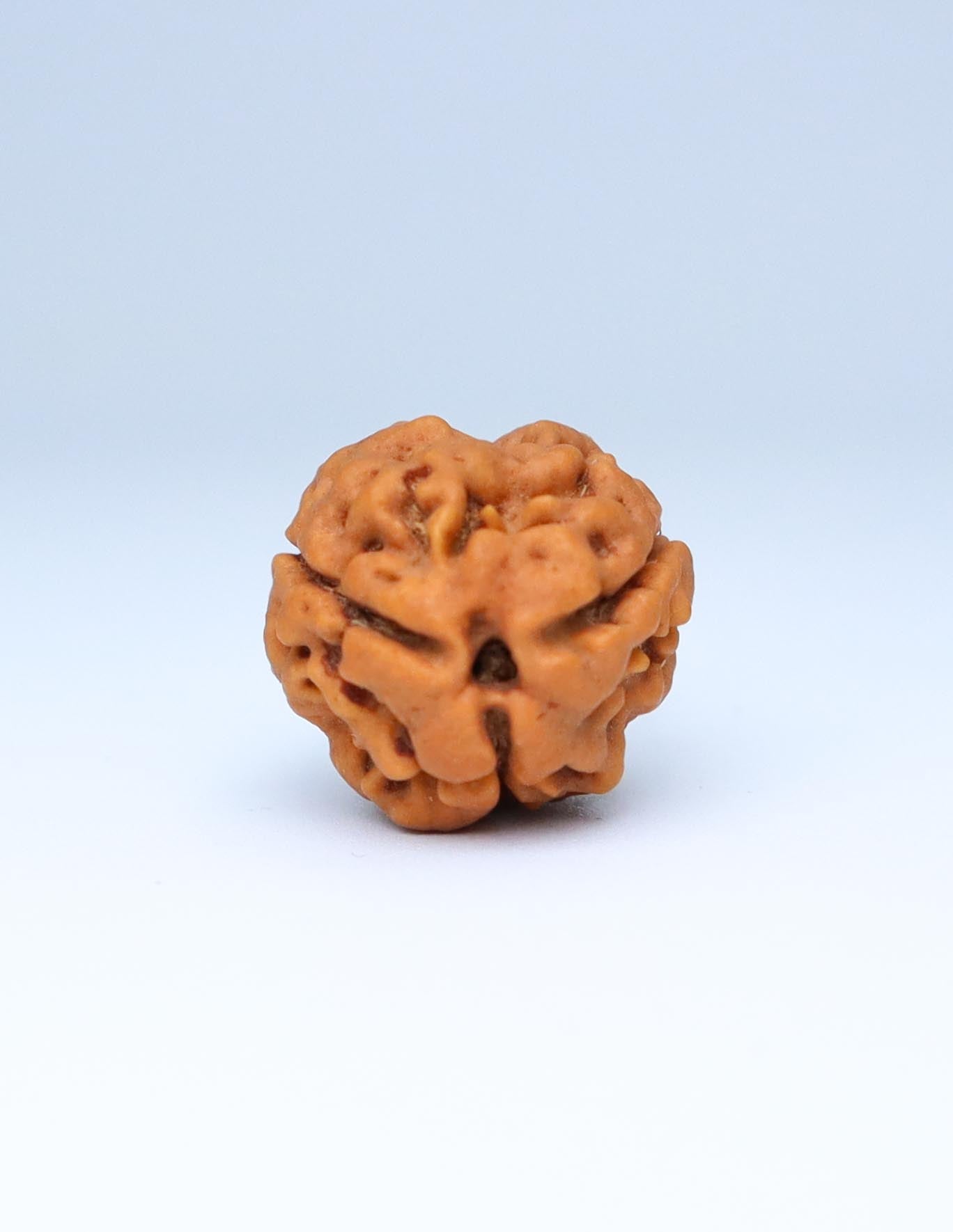 3 Mukhi Nepali Rudraksha