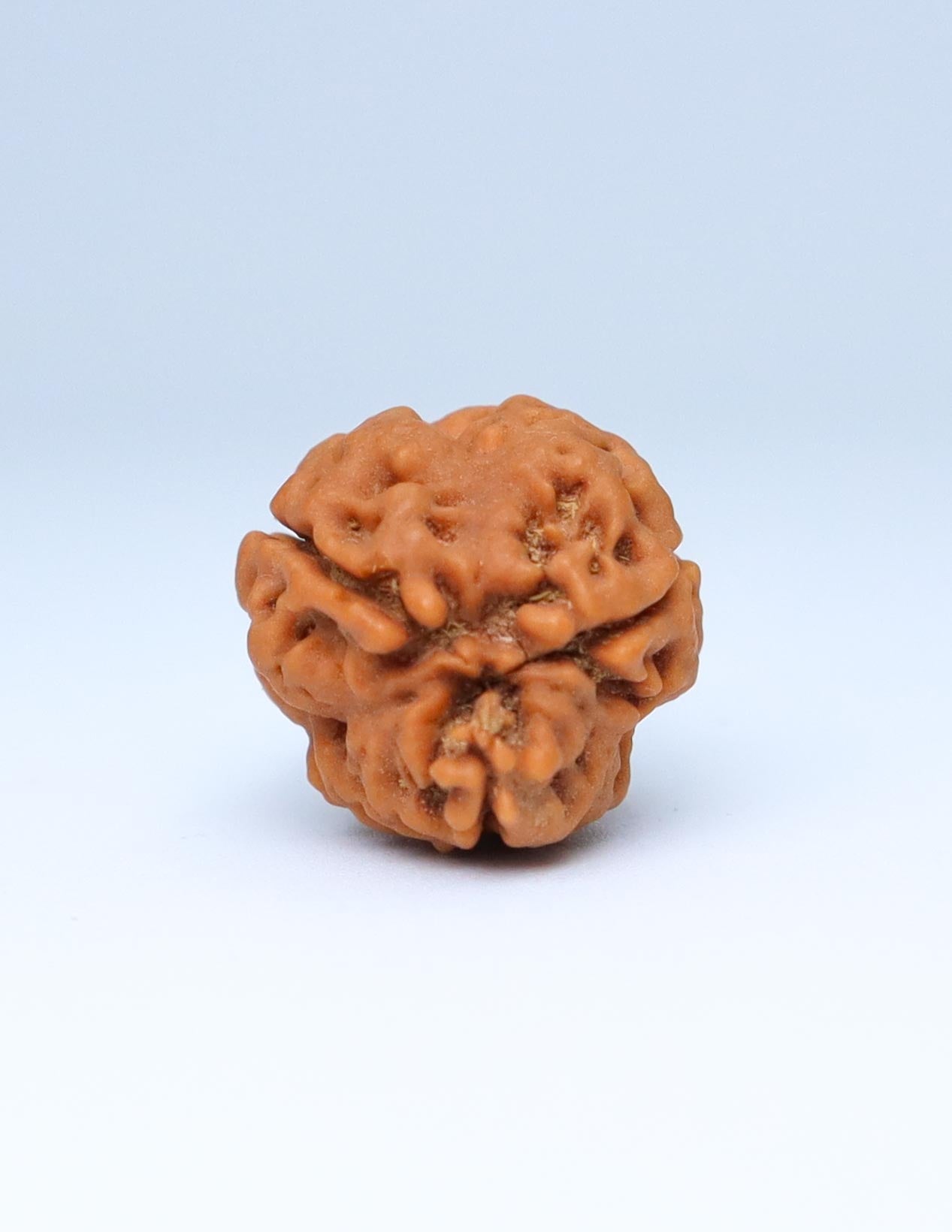 3 Mukhi Nepali Rudraksha