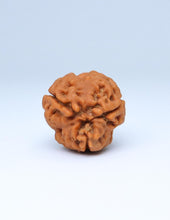 3 Mukhi Nepali Rudraksha