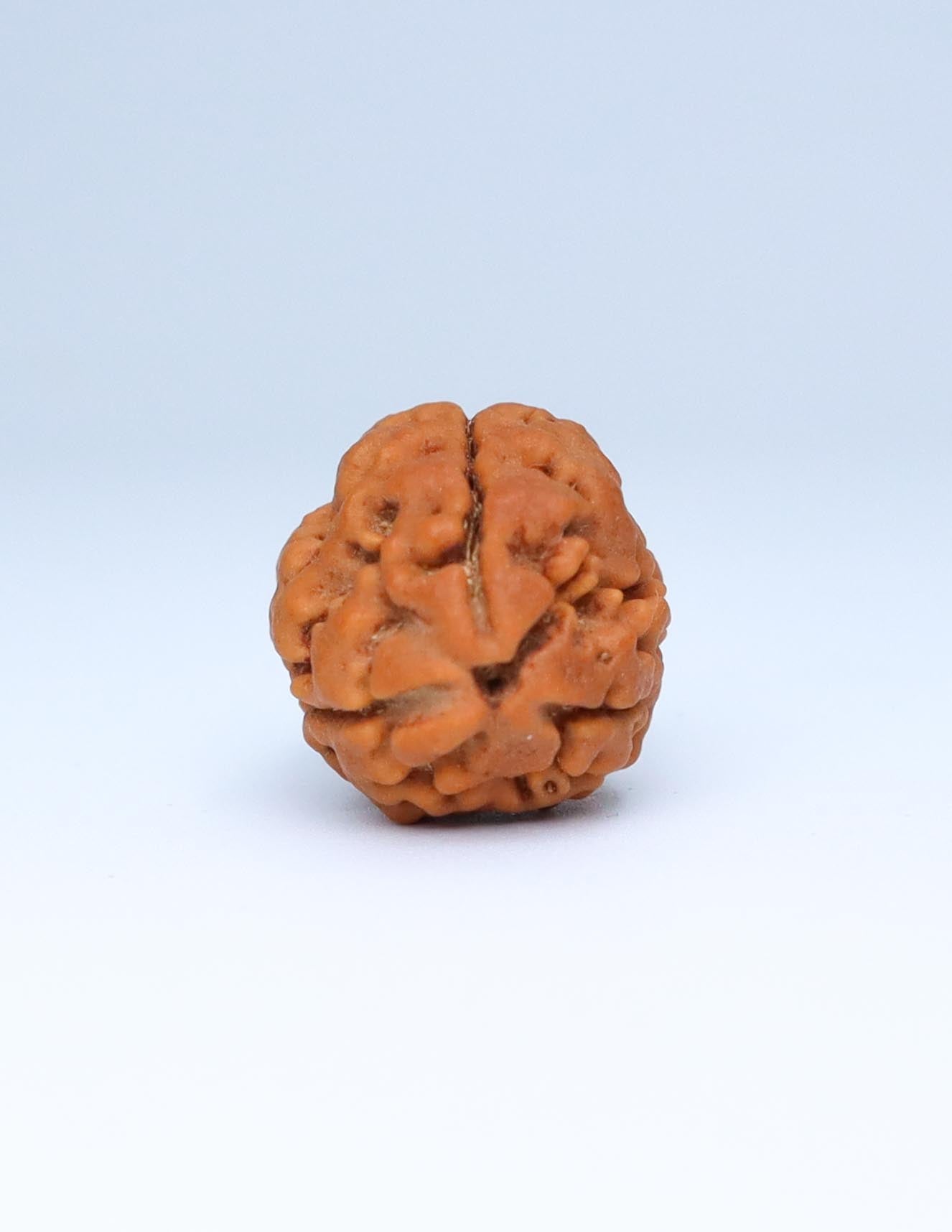 3 Mukhi Nepali Rudraksha