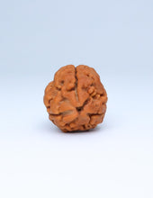 3 Mukhi Nepali Rudraksha