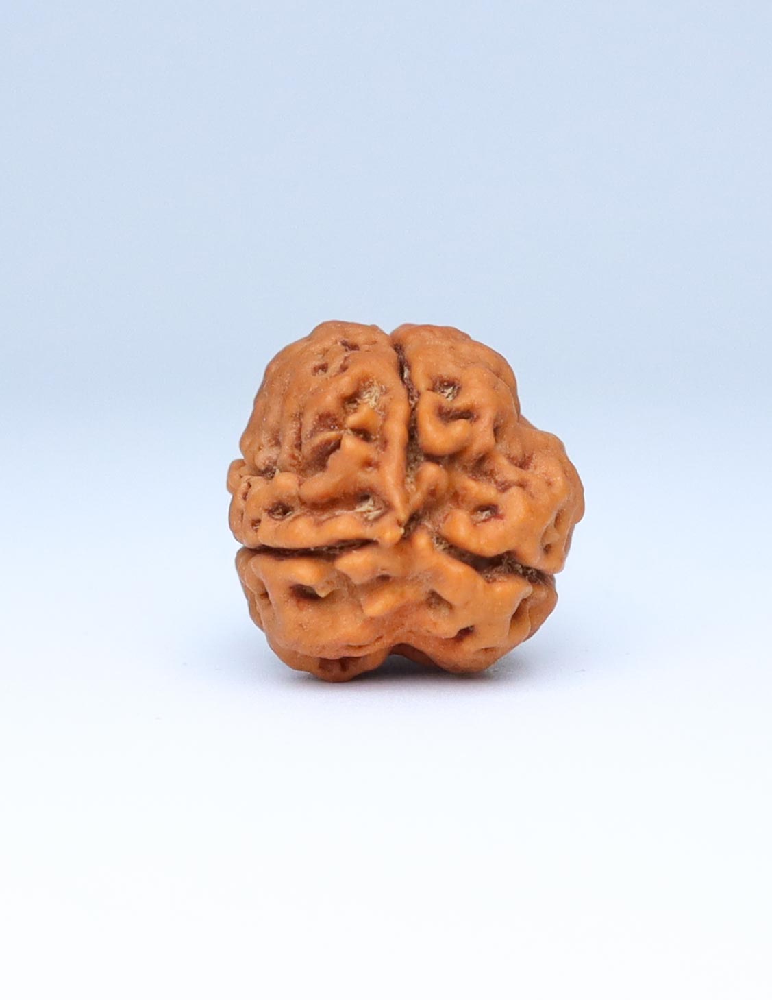 3 Mukhi Nepali Rudraksha