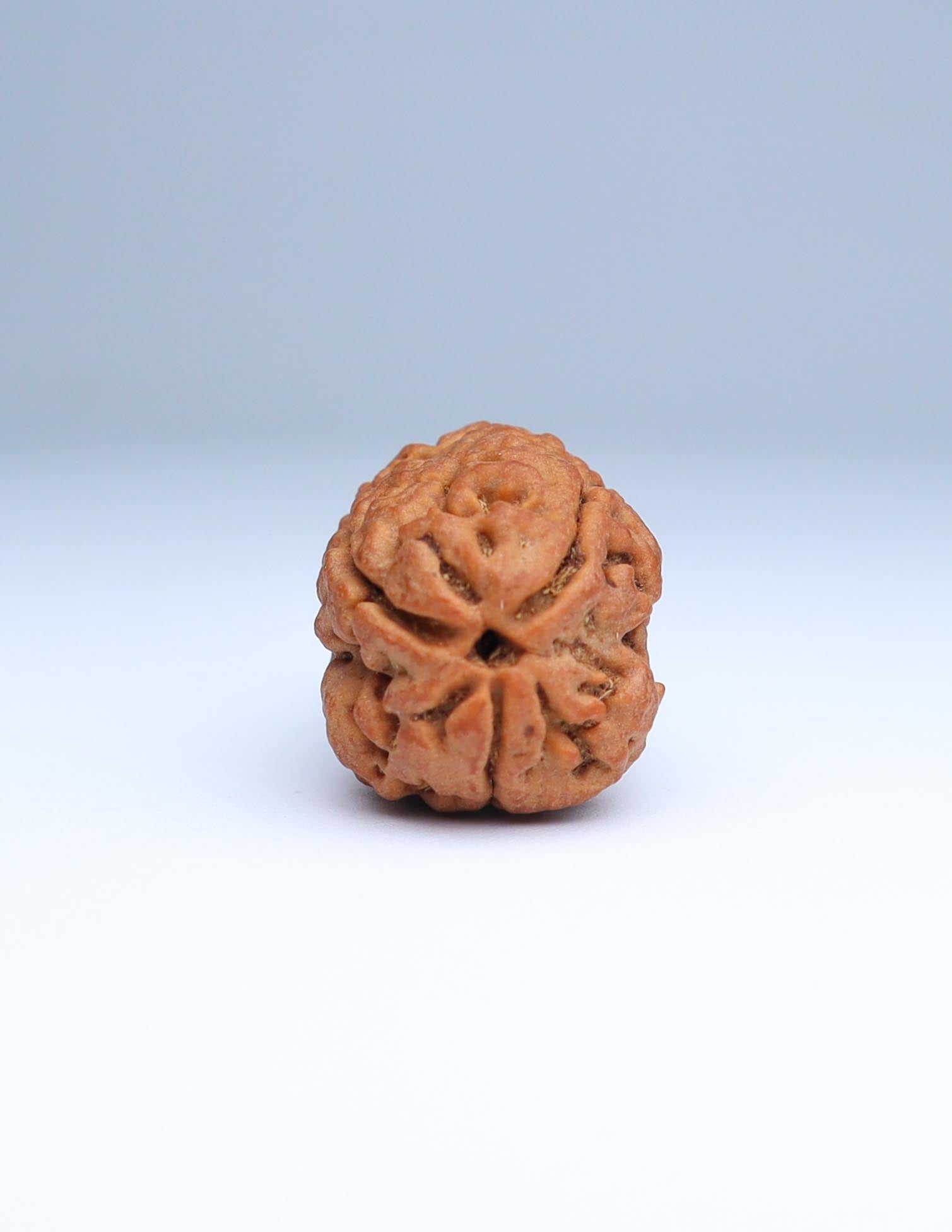 3 Mukhi Nepali Rudraksha