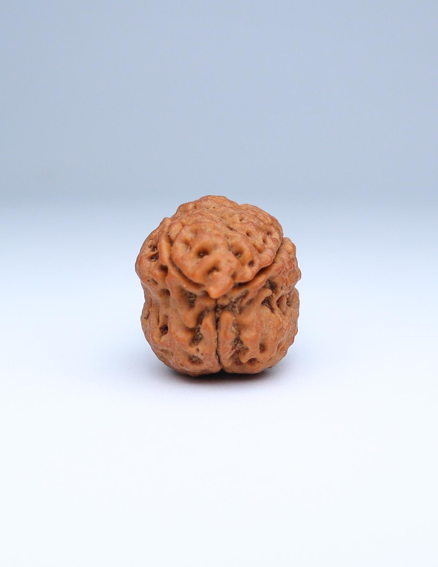 3 Mukhi Nepali Rudraksha