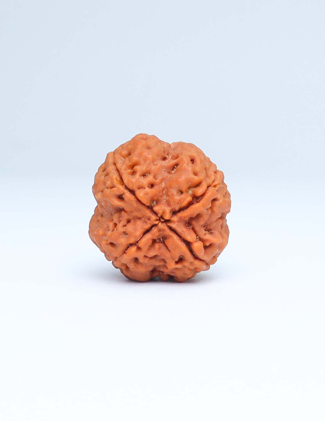 4 Mukhi Nepali Rudraksha