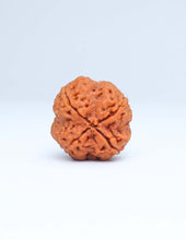 4 Mukhi Nepali Rudraksha Online in India