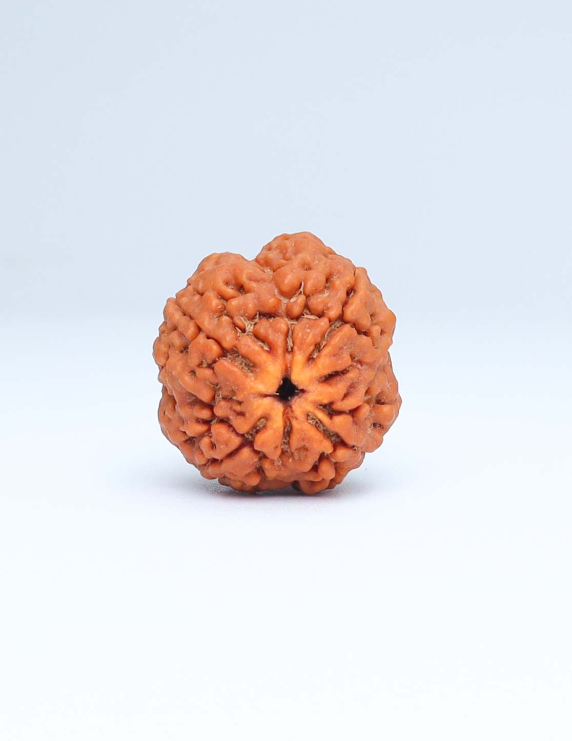 4 Mukhi Nepali Rudraksha