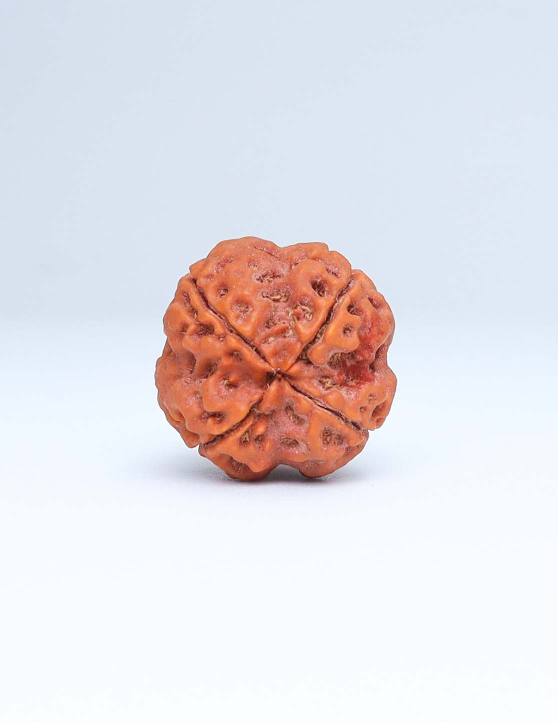 4 Mukhi Nepali Rudraksha