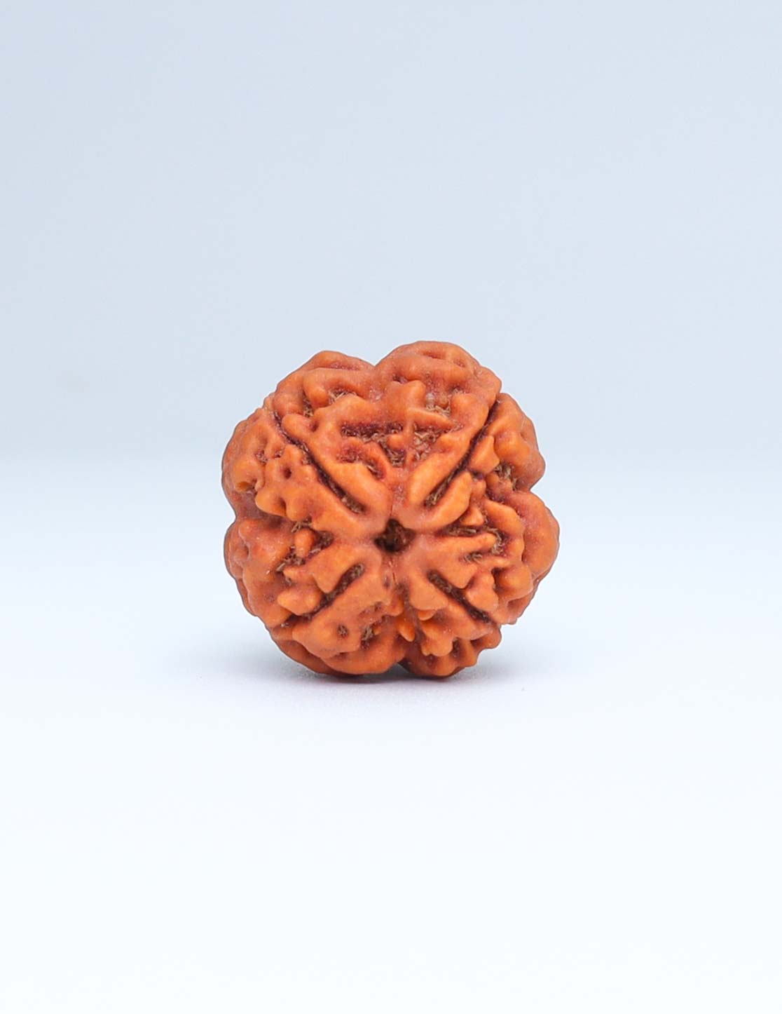 4 Mukhi Nepali Rudraksha