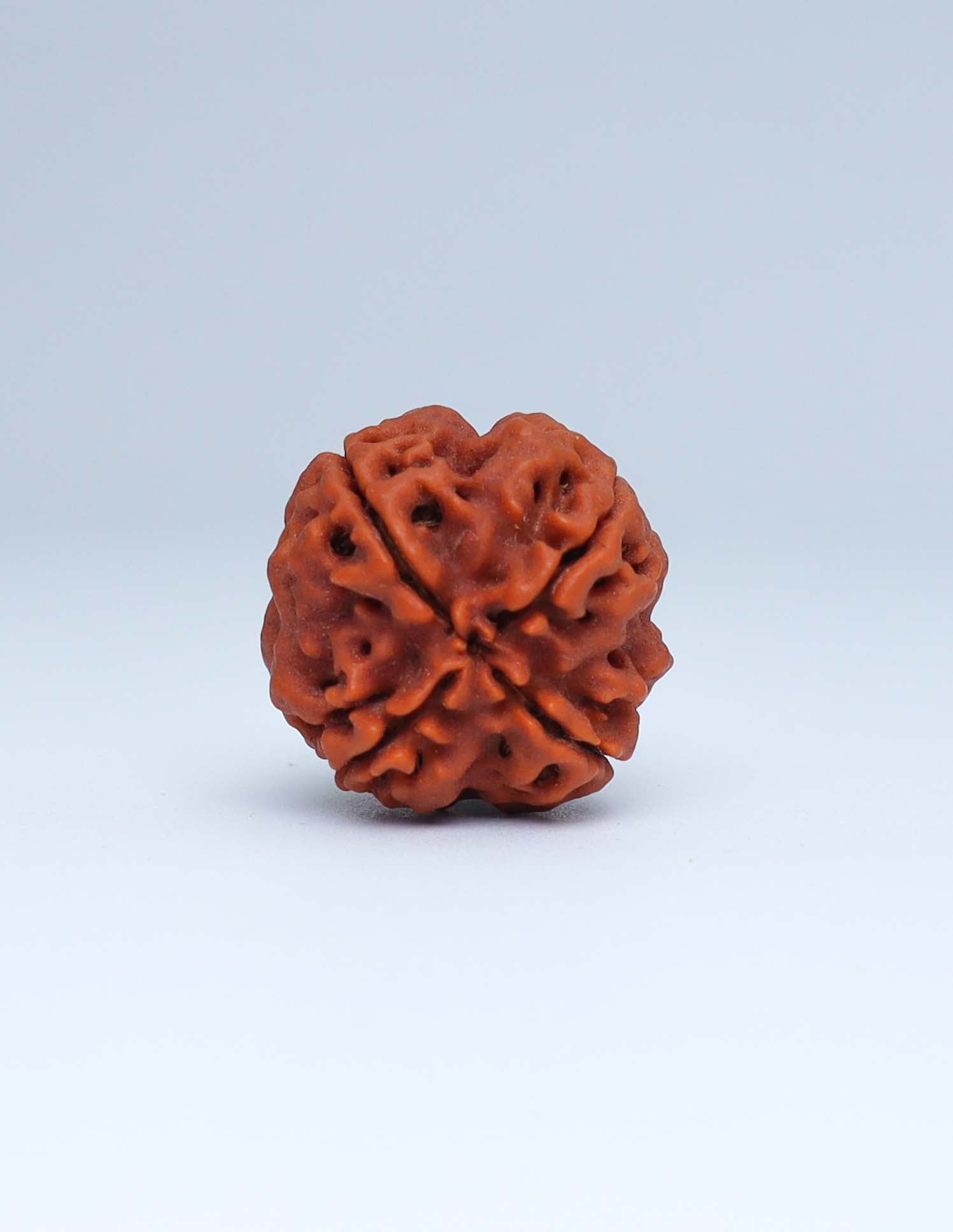 4 Mukhi Nepali Rudraksha