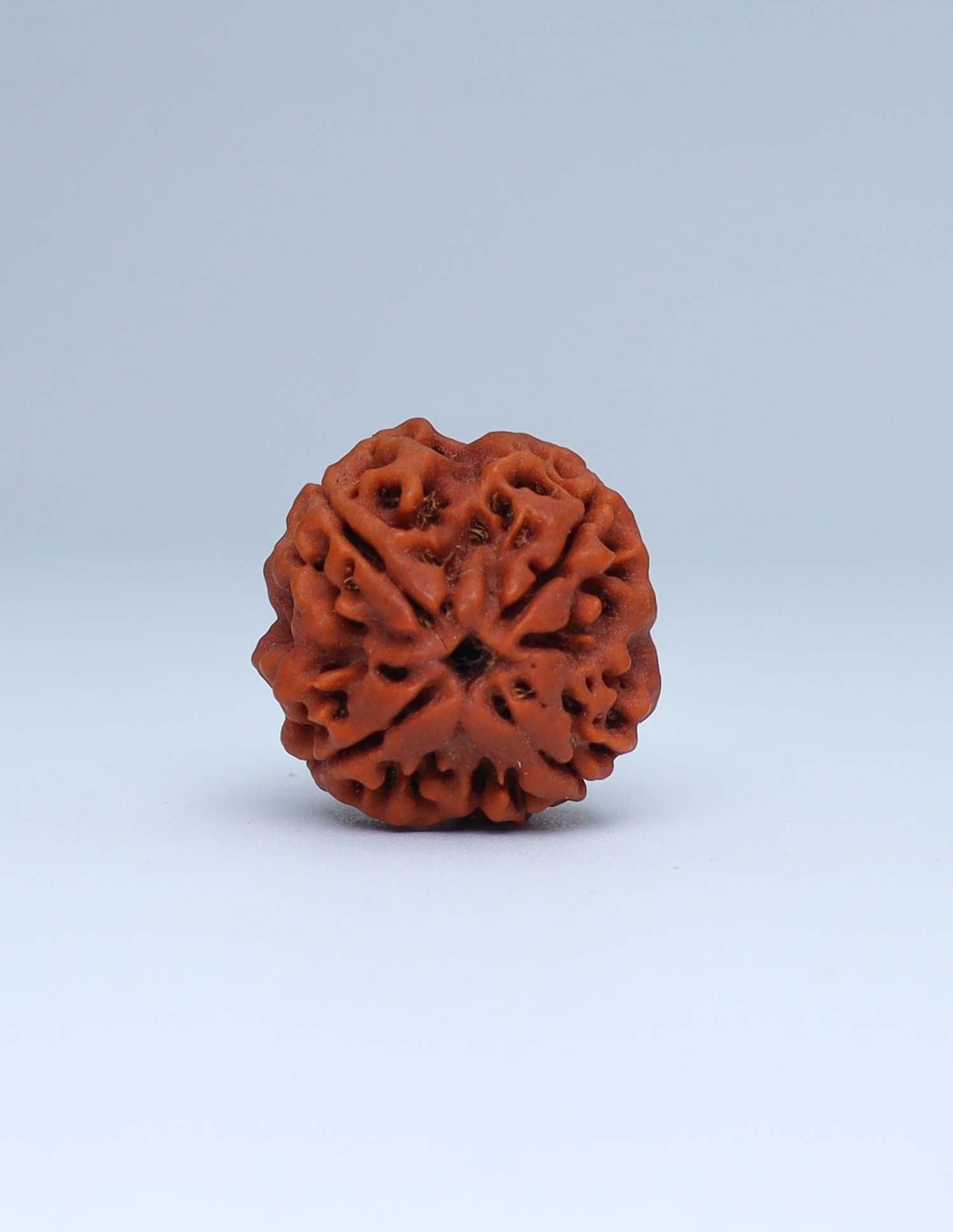 4 Mukhi Nepali Rudraksha