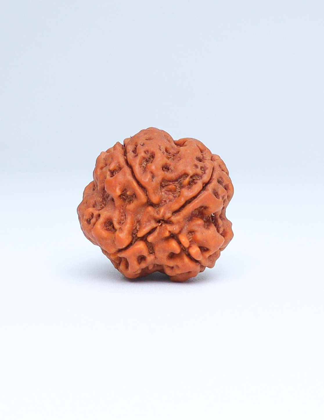 4 Mukhi Nepali Rudraksha