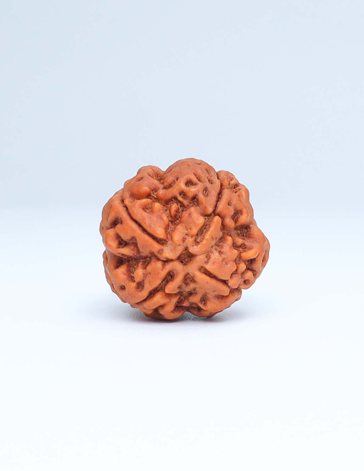 4 Mukhi Nepali Rudraksha