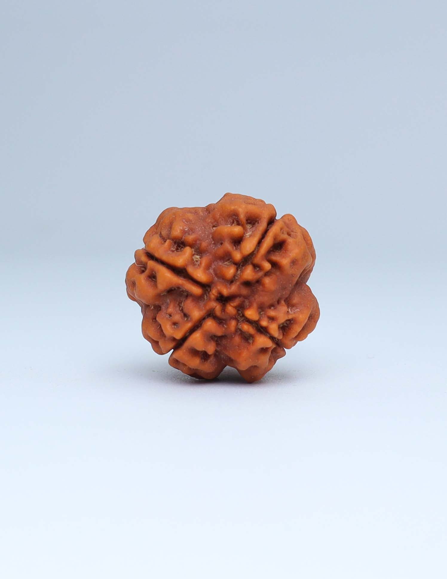 4 Mukhi Nepali Rudraksha