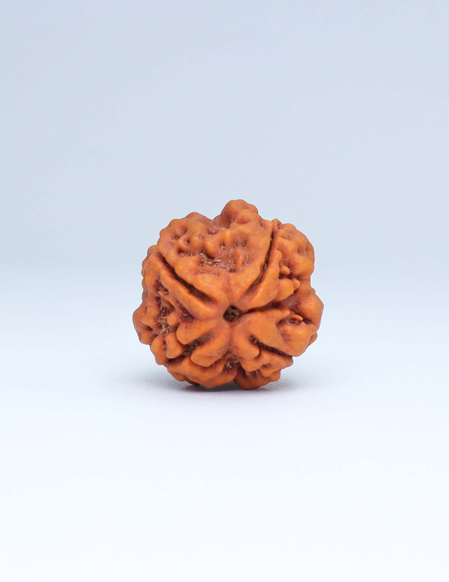 4 Mukhi Nepali Rudraksha